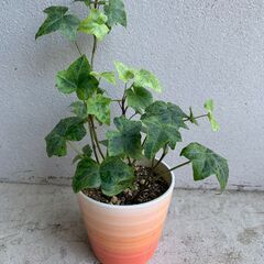 【観葉植物】アイビー　ヘデラ　25cm