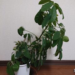 観葉植物4