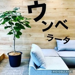 🪴レンタルde観葉植物🪴 − 神奈川県