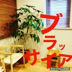🪴レンタルde観葉植物🪴 - 横浜市