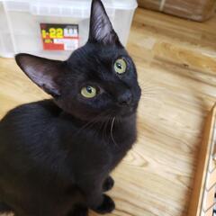 お家決定ありがとうございます黒猫クーちゃん　ユニークボーイ 細面のお喋り華奢 - 里親募集