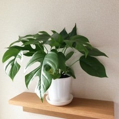 ヒメモンステラの中古が安い 激安で譲ります 無料であげます ジモティー