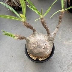 パキポディウム　グラキリス(現地球)発根済