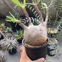 パキポディウム　グラキリス(現地球)発根済