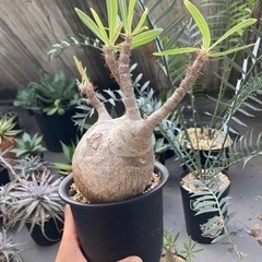 パキポディウム　グラキリス(現地球)発根済