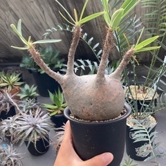 パキポディウム　グラキリス(現地球)発根済