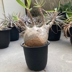 パキポディウム　グラキリス(現地球)発根済