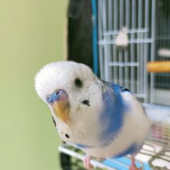 セキセイインコ（オス）の里親募集