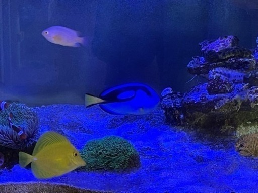 ナンヨウハギ