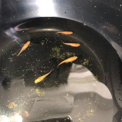 【値下げ】紅色ラメメダカの稚魚10匹　400円