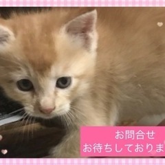 沢山の問い合わせありがとうございます(ﾉ)•ω•(ヾ) 受け付け...