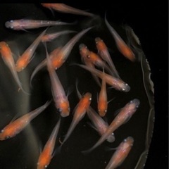 【取引中】小町メダカの稚魚　１０匹　青蝶メダカの稚魚　１０匹のセット