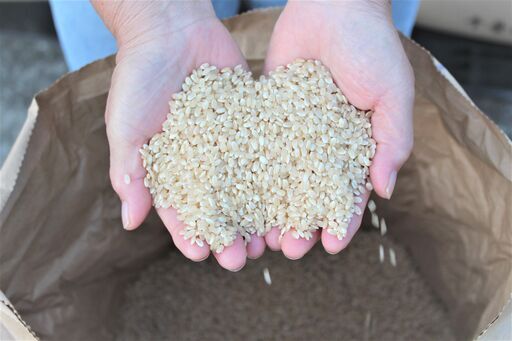 令和4年9月収穫 新米コシヒカリ ３０ｋｇ ８０００円 低農薬で育てまし ...
