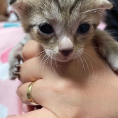 娘家族の家で生まれた仔猫ちゃん - 東近江市