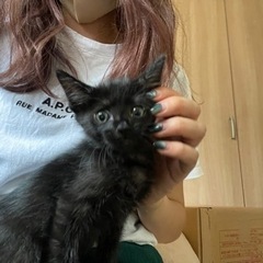 《トライアル中》1.5ヶ月の黒猫です☆