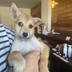 大三島　野良犬の保護活動をしています。