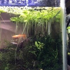 浮草の中古が安い 激安で譲ります 無料であげます ジモティー