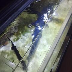 1800水槽(大型魚3匹付)