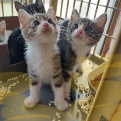 保護猫　たくさんの子猫の里親募集🐾