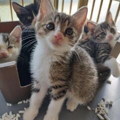 保護猫　たくさんの子猫の里親募集🐾 - 長浜市