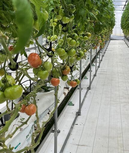 ハウストマト栽培の軽作業 初心者可 収穫や剪定作業や出荷等 Tomatoya 駒野の農業の無料求人広告 アルバイト バイト募集情報 ジモティー