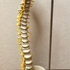 【ネット決済・配送可】骨格模型　脊椎骨盤実物大&スタンド＋骨タオル