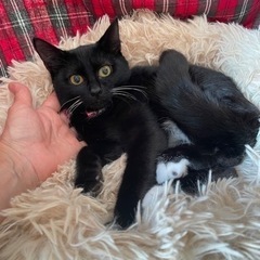 綺麗な変わり柄黒猫クッキー　5月生まれ