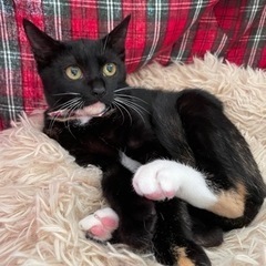綺麗な変わり柄黒猫　5月生まれ
