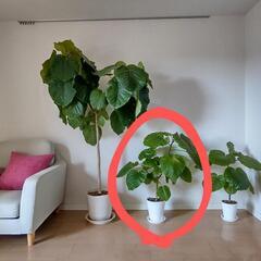 ②フィカスウンベラータ 観葉植物 約85cm
