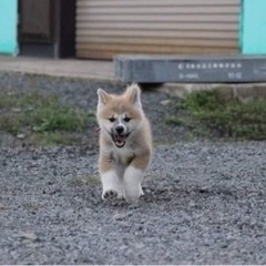 秋田犬産まれてます。
