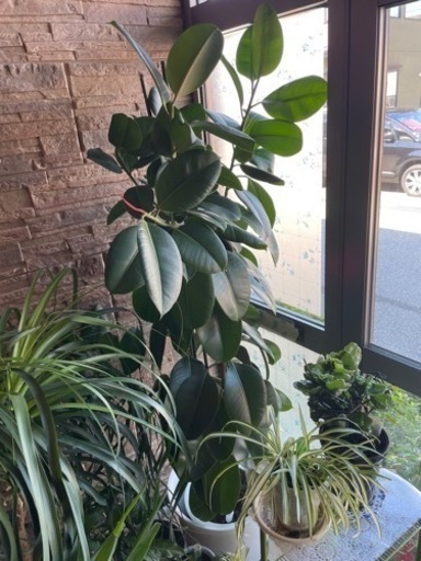 観葉植物　ゴムの木　大