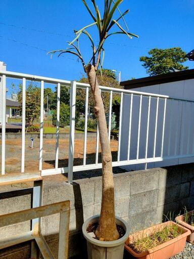観葉植物 2mくらいの大きめのサイズ Lion555 静岡の家庭用品 ガーデニング の中古あげます 譲ります ジモティーで不用品の処分