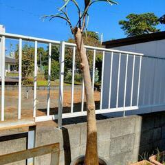 【値下げ】観葉植物◆2mくらいの大きめのサイズ!