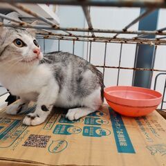 将来はイケメン！確定な　サバシロ子猫　2－3ヶ月 - 宜野湾市