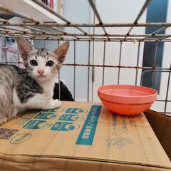 将来はイケメン！確定な　サバシロ子猫　2－3ヶ月 − 沖縄県