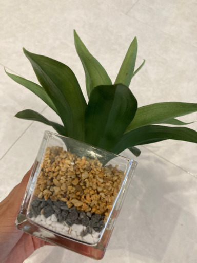 ニトリ 多肉ガラスポット3層 フェイクグリーン 観葉植物 ゆーぼー 赤嶺のインテリア雑貨 小物 置物 オブジェ の中古あげます 譲ります ジモティーで不用品の処分 ニトリ 多肉ガラスポット3層 フェイクグリーン 観葉植物 ゆーぼー 赤嶺のインテリア雑貨 小物 置物 オブジェ の中古あげます 譲ります ジモティーで不用品の処分