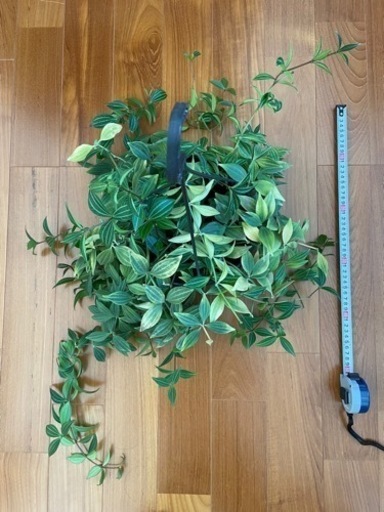 ペペロミア　プテオラータ　観葉植物　吊り下げ
