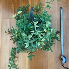 ペペロミア　プテオラータ　観葉植物　吊り下げ