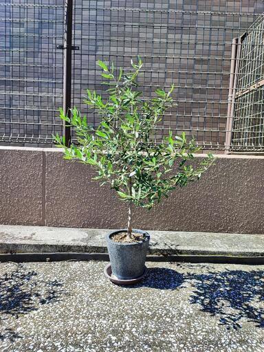 オリーブの植木 樹高100cm①