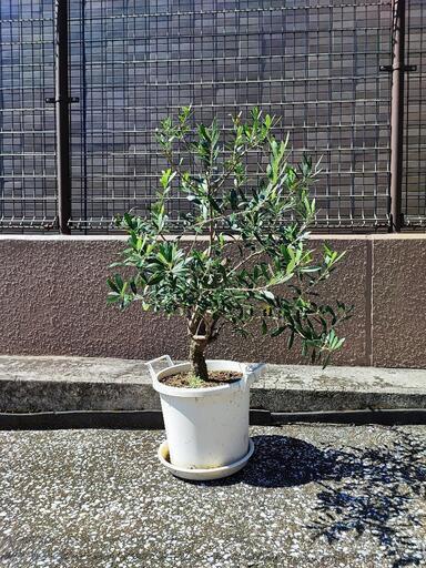 オリーブの植木鉢 樹高100cm ②幹が太いです