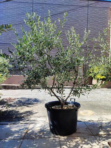 大型 オリーブの植木鉢②