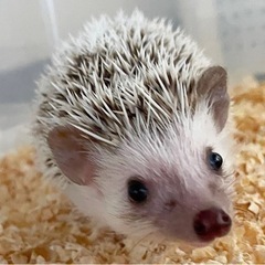 ハリネズミ🦔　パイド　メス　１歳