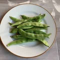 無農薬　モロッコインゲンまめ　旬　採れたて‼︎  ①