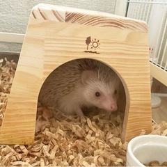 ハリネズミ🦔　シナモン　オス　１歳