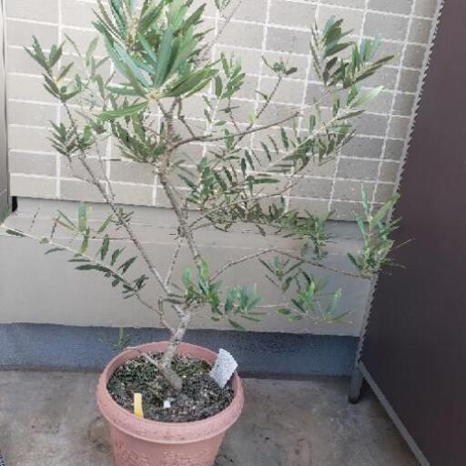 オリーブの木 ネバティロブランコ www.inversionesczhn.com