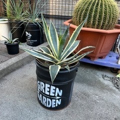 アガベ　斑入りアメリカーナ大株　ロストラータセット アガベ 斑入りアメリカーナ大株 ロストラータセット