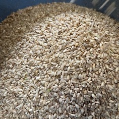 30㎏　未熟米　くず米　鳥の餌　家畜用　餌　新米