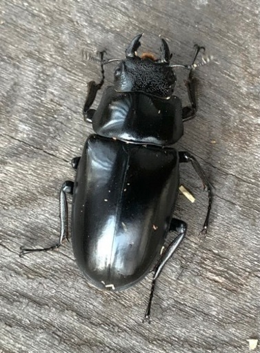 ギラファノコギリクワガタ ペア ♂ 111mm ♀ 50mm ギラファ ノコギリ