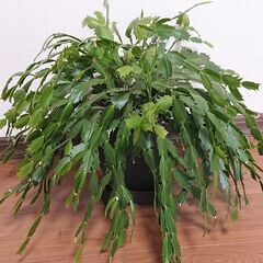 観葉植物3