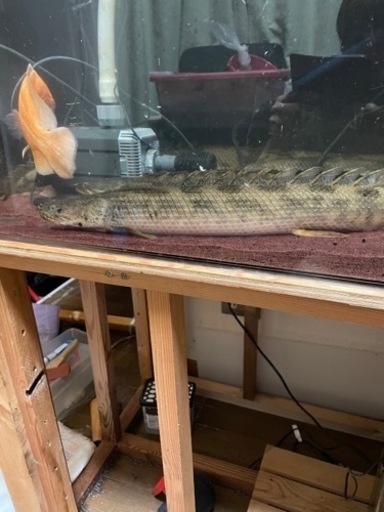 今月限りのお値引き 熱帯魚と大型水槽のセット